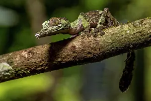 Uroplatus: Mossy leaf-tailed gecko (Uroplatus sikorae), Montagne