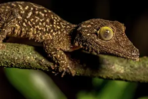 Uroplatus: Mossy leaf-tailed gecko (Uroplatus sikorae), Montagne