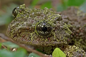 Corticale: Mossy / Vietnamese Mossy / Tonkin Bug-eyed Frog