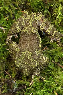 Corticale: Mossy / Vietnamese Mossy / Tonkin Bug-eyed Frog