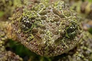 Corticale: Mossy / Vietnamese Mossy / Tonkin Bug-eyed Frog