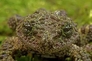 Corticale: Mossy / Vietnamese Mossy / Tonkin Bug-eyed Frog