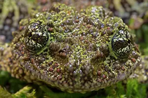 Corticale: Mossy / Vietnamese Mossy / Tonkin Bug-eyed Frog