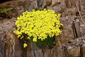 Caucasus: Mossy Whitlow Grass - in the Great Caucasus