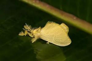 Risaralda: moth (Acraga infusa) Dalceridae, Tatama National
