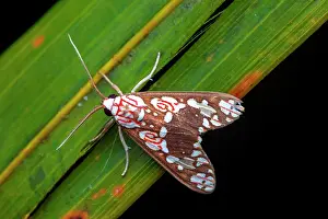 Erebidae: Moth (Araeomolis albipicta) on a leaf, Saramaca
