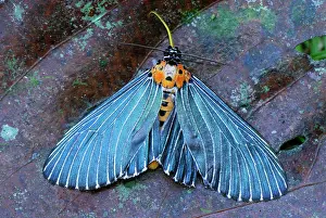 Arctiidae: Moth