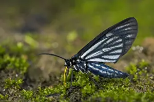 Arctiinae: moth (Arctiinae) diurnal, Tatama National Park