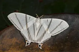 Saturniidae: moth (Asthenidia transversarai) Saturniidae, Oxyteninae