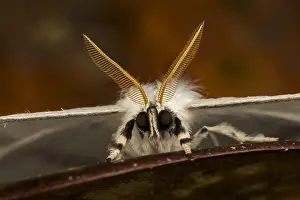 Saturniidae: moth (Asthenidia transversarai) Saturniidae, Oxyteninae
