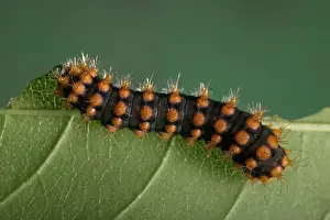 Rothschildia: Moth - Caterpillar