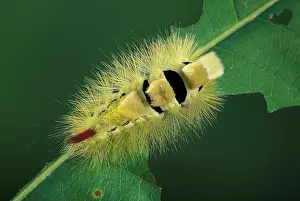 Pudibunda: Moth - Caterpillar