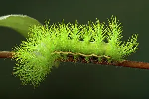 Urticant: Moth - Caterpillar is very urticant - South America