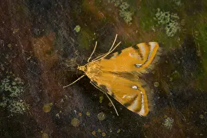 Crambidae: moth of Crambidae (Acentropinae) Tatama National