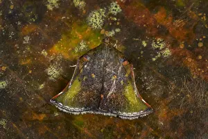 Crambidae: moth of Crambidae (Chrysauginae) Tatama National