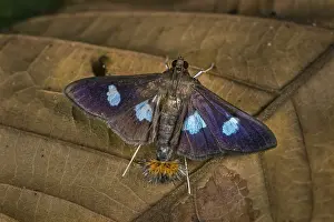 Crambidae: moth of Crambidae (Desmia sp.) Spilomelinae, Tatama