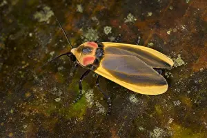 Arctiinae: moth (Cratoplastis diluta) Arctiinae, Tatama National
