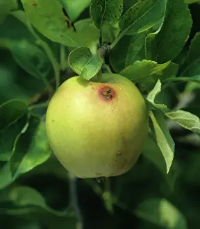 Horticulture: Moth-eaten apple