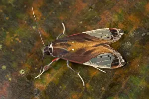 Erebidae: moth of Erebidae (Bertholdia sp.) Arctiinae, Tatama
