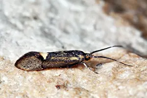 Micro: Moth