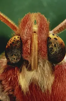 Sense: Moth Eyes