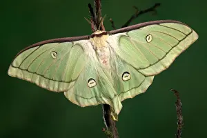 Ricini: Moth - Female