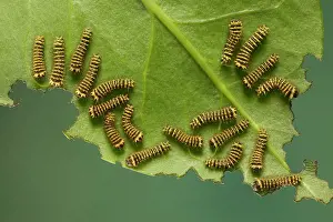 Rothschildia: Moth - group of caterpillars feeding on leaf