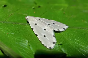 Erebidae: Moth on leaf - Klungkung, Bali, Indonesia