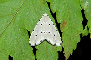 Hexapoda: Moth