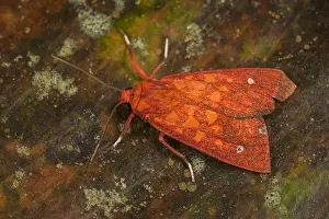 Erebidae: moth (Melese intensa) Erebidae, Arctiinae, Tatama