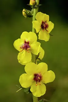 Mullein: Moth Mullein - in flower. Introduced in UK