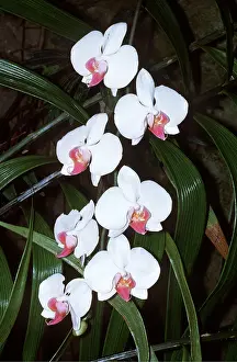 Orchids: MOTH ORCHID