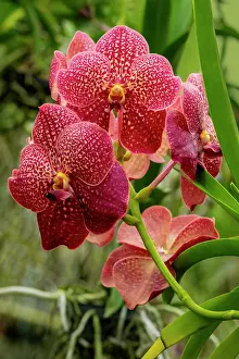 Orchid: Moth Orchid