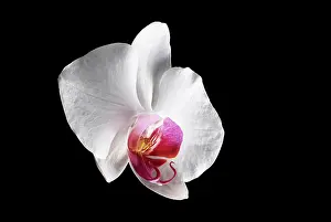 Painters: Moth orchid, Phalaenopsis, Front view single white