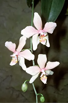 Orchids: MOTH ORCHID - Pink