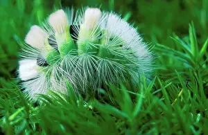 Pudibunda: MOTH - Pale Tussock Moth