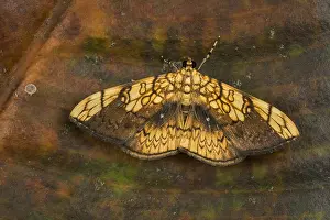 Risaralda: moth (Pantographa scripturalis) Thyrididae, Tatama