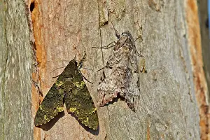 Moth perched on a tree Camouflage Amazonas state