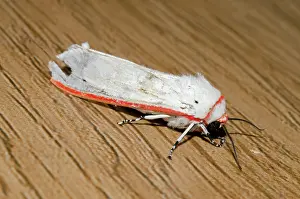 Erebidae: Moth - Pering, Gianyar, Bali, Indonesia