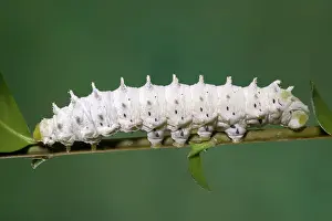 Ricini: Moth - Philosamia ricini