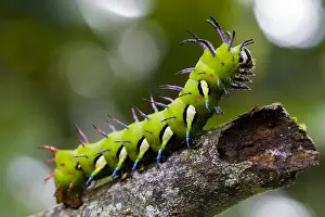 Jose: Moth (Procitheronia fenestrata) caterpillar sit