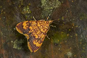 Risaralda: moth (Pyralidae) Tatama National Park, Risaralda, Colombia
