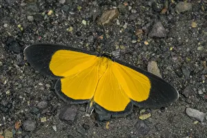 Maria: moth (Smicropus sp.) Geometridae, Santa Maria, Boyac&, xe1;