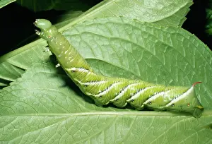 Hornworms: MOTH - TOMATO HORNWORM, larvae of Five-Spotted HAWK-MOTH