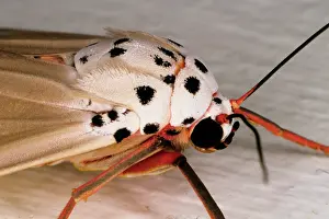 Unknown: A moth of unknown species