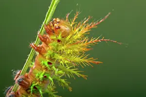 Fraterna: Moth - Urticant and dangerous caterpillar
