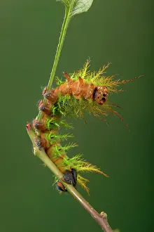 Fraterna: Moth - Urticant and dangerous caterpillar