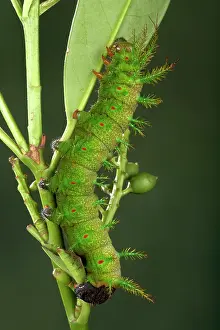 Fraterna: Moth - Urticant and dangerous caterpillar eating a leaf