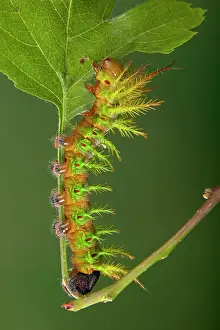 Fraterna: Moth - Urticant and dangerous caterpillar eating a leaf
