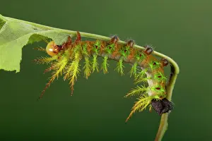 Fraterna: Moth - Urticant and dangerous caterpillar eating a leaf
